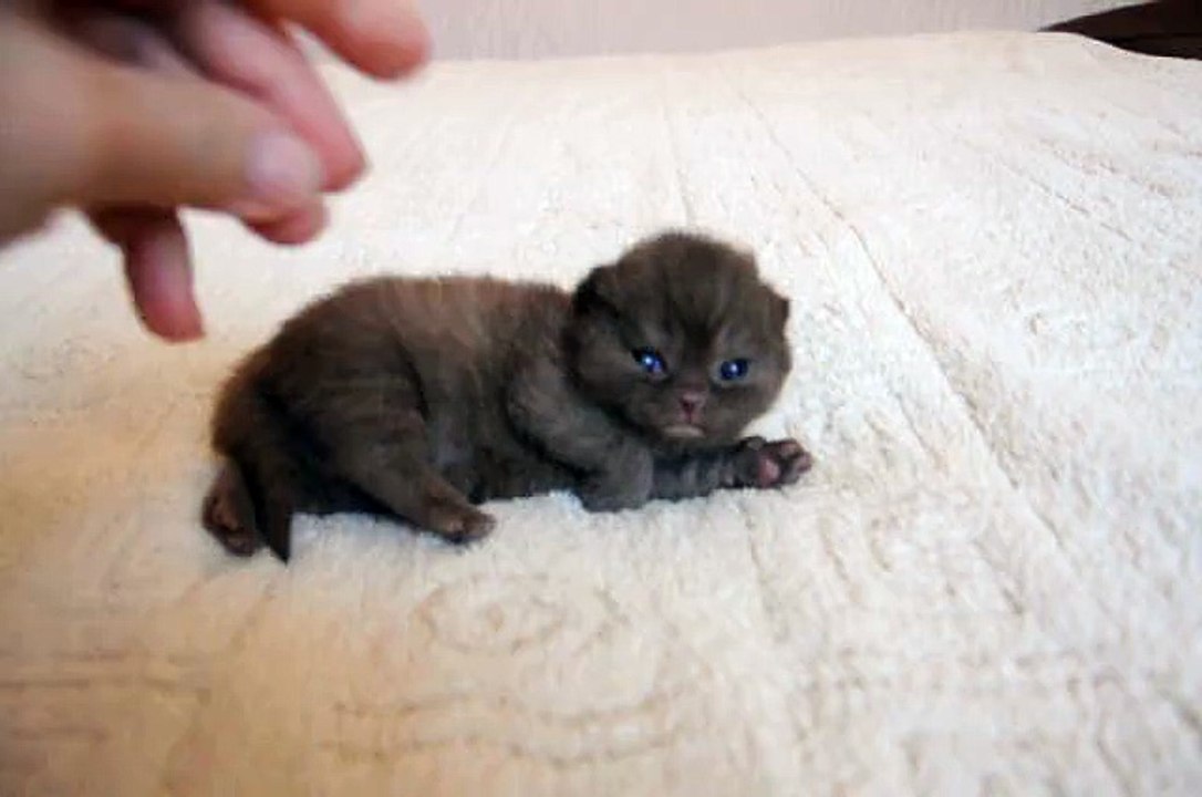 Un chaton accro aux caresses