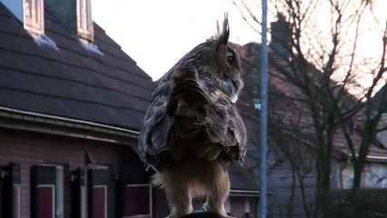 Un hibou grand-duc se pose sur une tête
