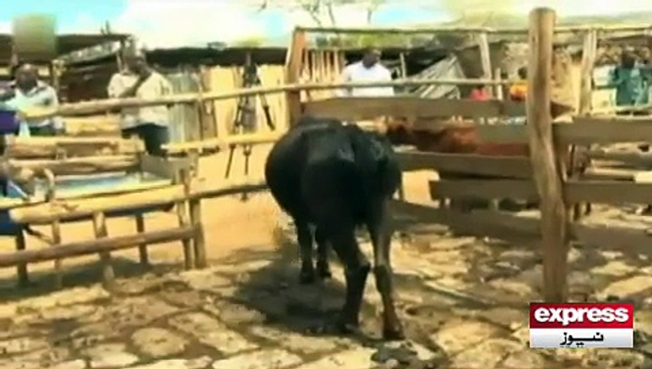 Cow eat mutton