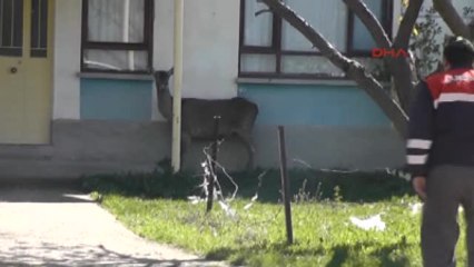 Akşehir'de Kızıl Geyik Kurtarma Operasyonu