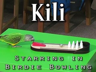 Kili Senegal Parrot - Bowling