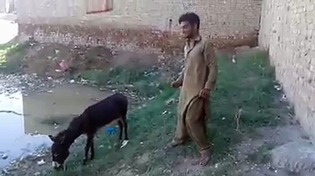 see fight
