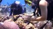 Restoring Coral Reefs in the Florida Keys and US Virgin Islands
