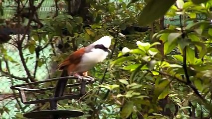 BBC Why Birds Sing ¦ 480p [1/6]