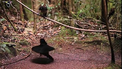The Brids' Planet - a Beautiful Video