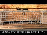 日本蜜蜂(ニホンミツバチ)のスズメバチ威嚇行動
