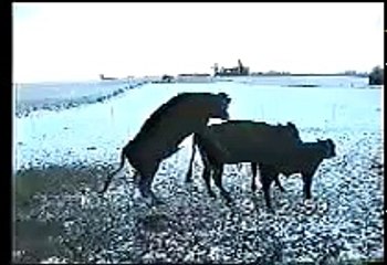 bull humping fall down