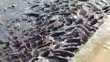 Fish Out of water
