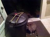 Racoons finally caught stealing the trash!