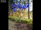 Creative Ideas With Bottle Tree Designs -creative ideas for home decor- how to decorate tree from bottles