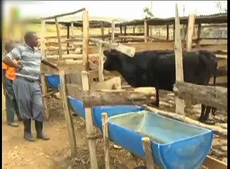 Cow Turns Carnivorous  ( Gosht-Khor ) in Kenya