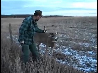 How to catch a whitetail deer with your hands