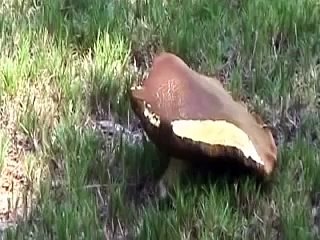 how humans adapt to the environment