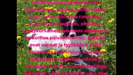 Viikon koira-faktat: Papillon ja Phaléne