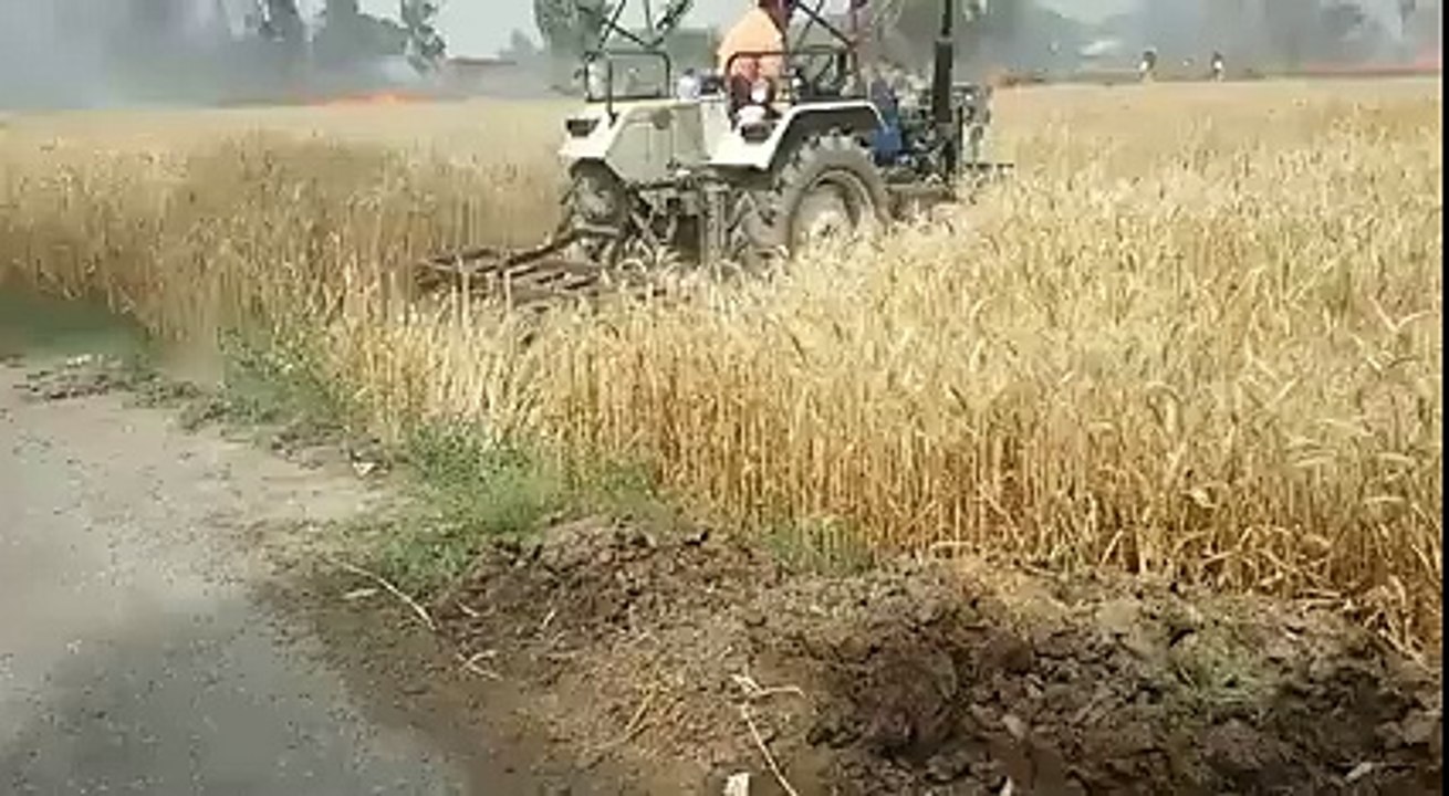 بیچارے زمیندار کی پکی ہوئی گ