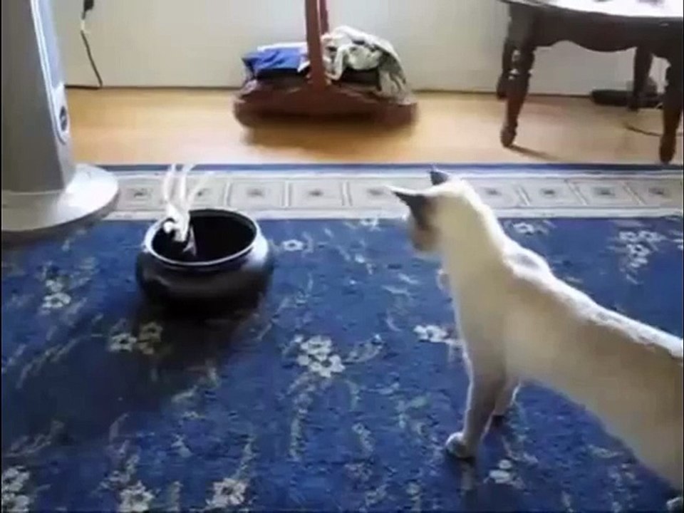 GATOS ASUSTADOS CHISTOSOS ★ Gatos chistosos y locos, videos de risa