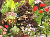 Creating Water Gardens in Containers