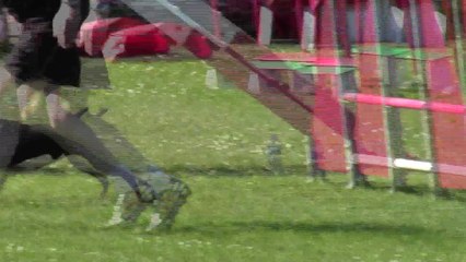 HELLBOY VAINQUEUR AGILITY SELECTIF GPF 2015
