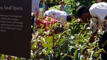 The healing power of plants for Veterans at the Chicago Botanic Garden
