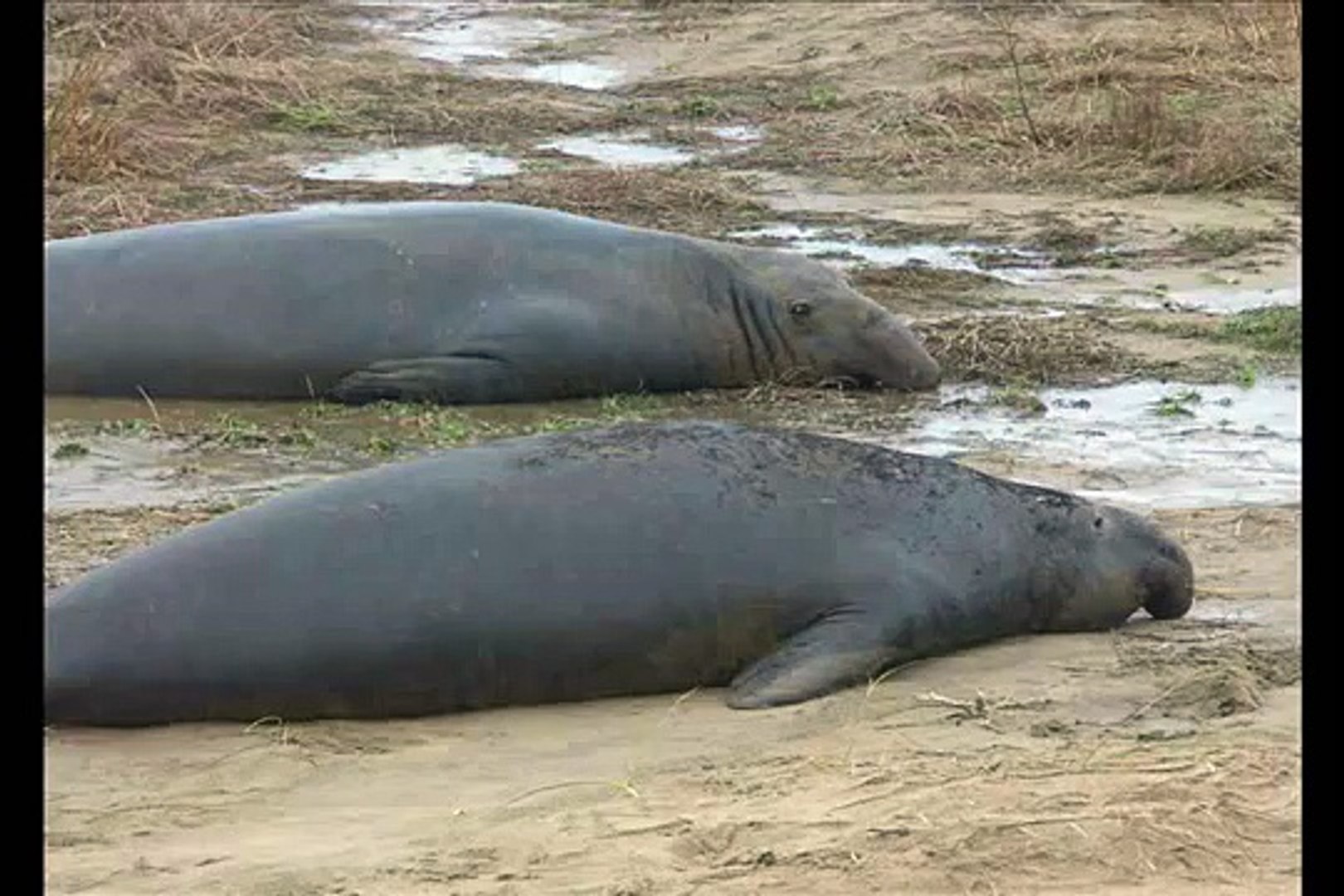 Elephant Seals