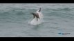 Epic! Blacktip Sharks attacking Topwater Lures