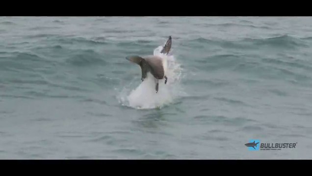 Epic! Blacktip Sharks attacking Topwater Lures