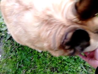 Bella aportu piłkę