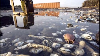 Terremoto y Tsunami en CHILE  2010