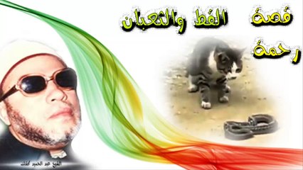 الشيخ عبد الحميد كشك / قصة رحمة القط بالثعبان
