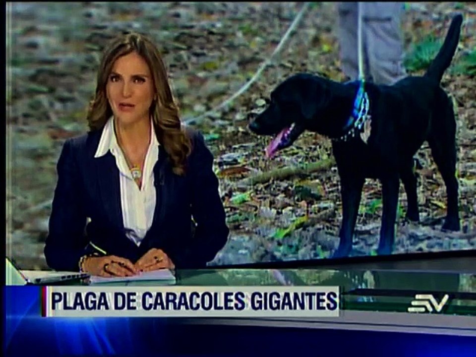 Perros labradores para combatir plaga de caracoles en Galápagos