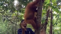 Sumatran Orangutans Give birth to TWINS, by Alain Compost