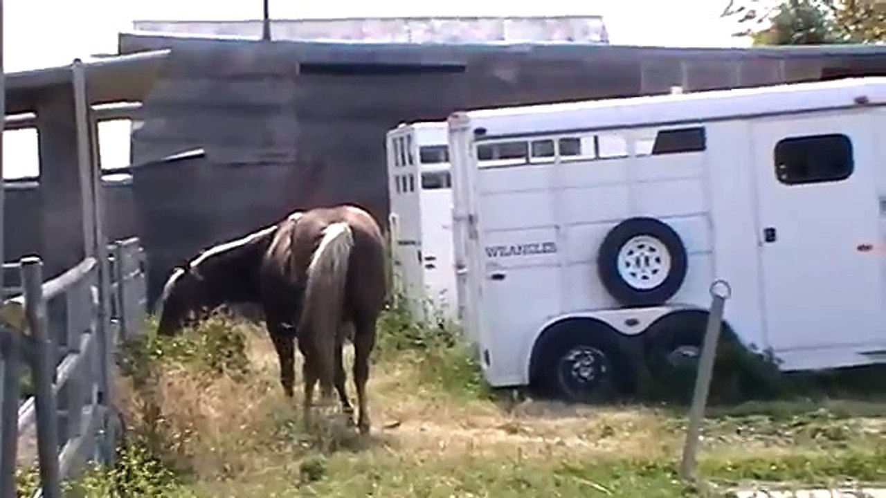Bad Mare Horse - Bad Baby Colt - Stupid Horse Opens Gate to Claim his Mare - Rick Gore Horsemanship