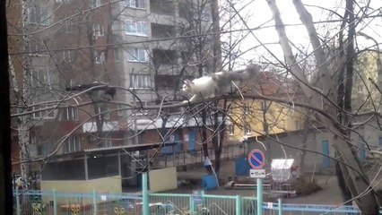 Raven trolling a cat in a tree branch