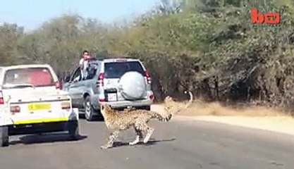 Holy Crap Cheetah Chases An Impala Into A Tourist s Car Pretty Wild Footage