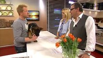 Så får du hunden att sluta skälla - Nyhetsmorgon (TV4)