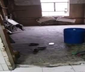 Nido de ratas se apodera del Hospital Antonio María Pineda en Barquisimeto