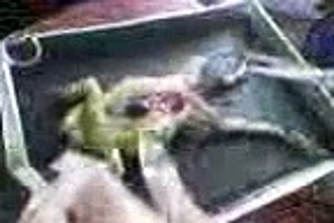 dissecting frog..