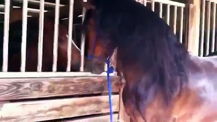 A Stallion Gets Ready to Mate
