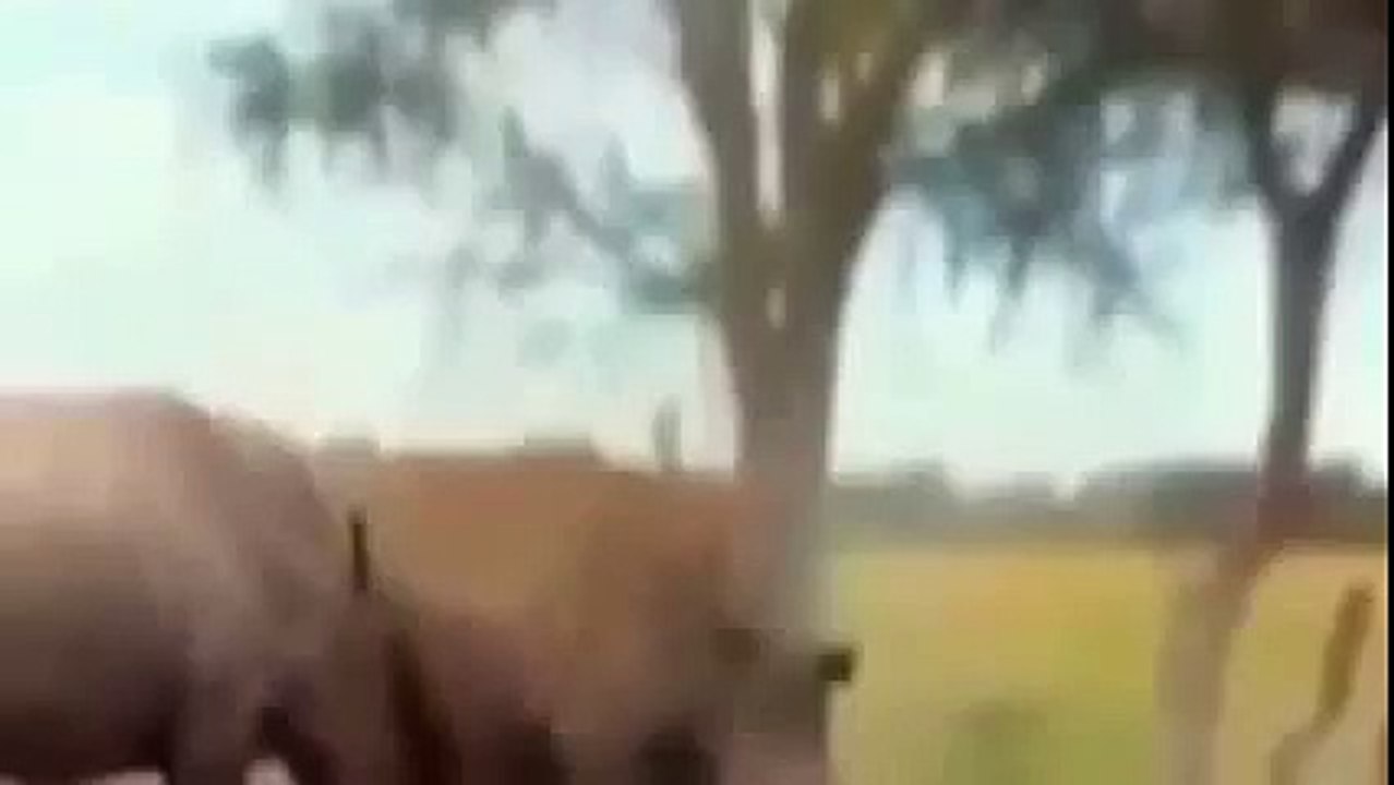 Animal Planet | Discovery Channel | Wild Life Documentary 2015 | National Geographic Wildl