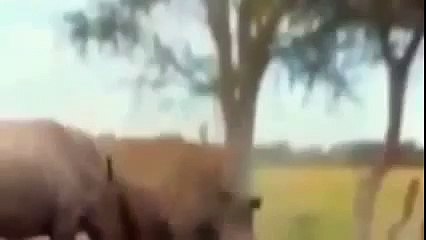 Animal Planet | Discovery Channel | Wild Life Documentary 2015 | National Geographic Wildl