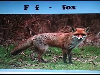 Flashcards for kids/ Children/ Toddlers - English - Animals - GREAT for learning