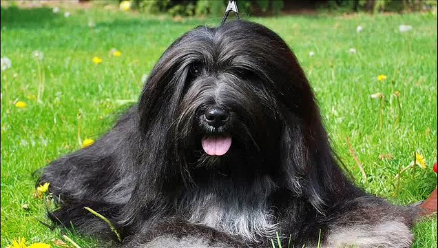 Bearded Collie - Herding breed of dog