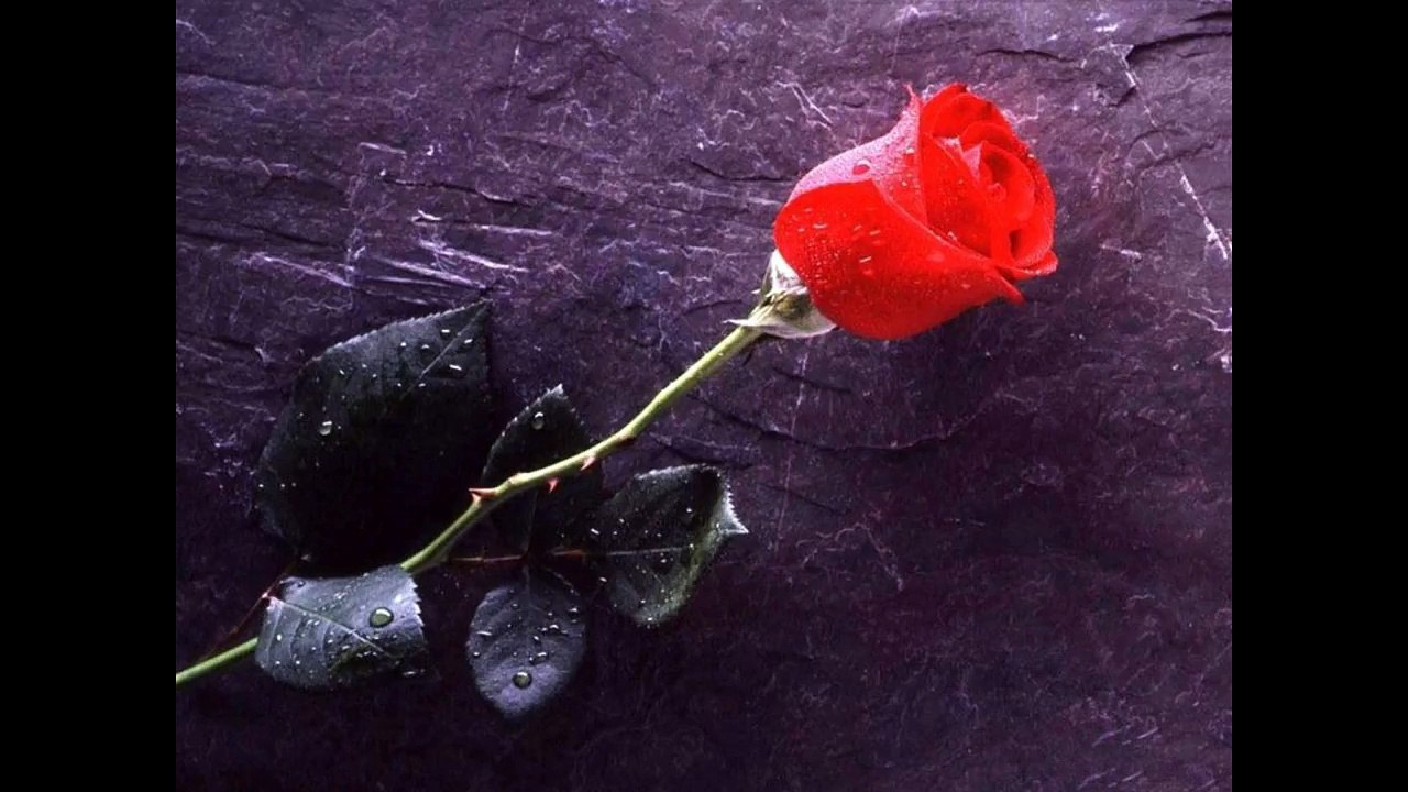 Lejla Causevic Aşk (Sertab Erener) cover