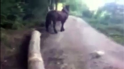 whatsapp trending videos clip 06