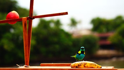 Rio Puruba, Natureza Selvagem, Rio Quiririm, Ubatuba, SP, Brasil, Marcelo Ambrogi, 24 de abril de 2015, (002)