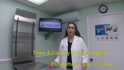 Proper uses of the Elizabethan Collar (E- Collar) Vet Naples FL (239) 353-5060