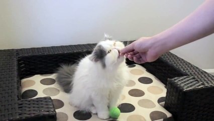 Persian Kitten Mochi Catches Ball