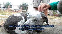 Rocky, rescued today from life on the streets (video by Eldad Hagar)