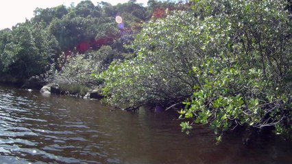 Rio Puruba, Natureza Selvagem, Rio Quiririm, Ubatuba, SP, Brasil, Marcelo Ambrogi, 24 de abril de 2015, (34)