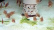 Discus Fry Eating Live Baby Brine Shrimp
